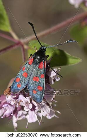 "Six-spot Burnet (Zygaena filipendulae) on Oregano (Origanum vulgare), Neresheim, Baden-Wuerttemberg, Germany, Europe" View Large Photo Image Stock Image - "Six-spot Burnet (Zygaena filipendulae) on Oregano (Origanum vulgare), Neresheim, Baden-Wuerttemberg, Germany, Europe". Fotosearch