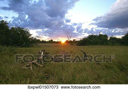 "Skeleton, African buffalo, affalo or cape buffalo (Syncerus caffer), Okavango Delta, Botswana, Africa" View Large Photo Image Stock Image - "Skeleton, African buffalo, affalo or cape buffalo (Syncerus caffer), Okavango Delta, Botswana, Africa". Fotosearch
