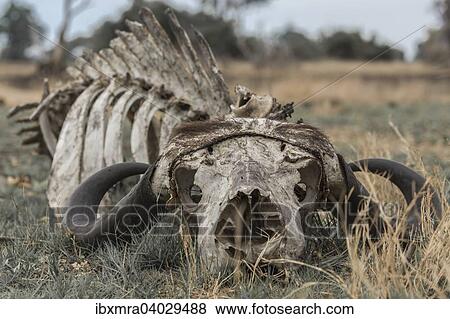 "Skeleton of a Cape buffalo (Syncerus caffer), Okavango Delta, Botswana, Africa" View Large Photo Image Stock Photo - "Skeleton of a Cape buffalo (Syncerus caffer), Okavango Delta, Botswana, Africa". Fotosearch