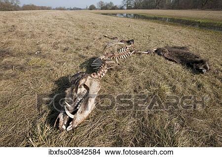 Picture - "Skeleton of a perished Wild Boar (Sus scrofa), Elbe river floodplains near Dessau-Rosslau, Middle Elbe Biosphere Reserve, Saxony-Anhalt, Germany, Europe". Fotosearch