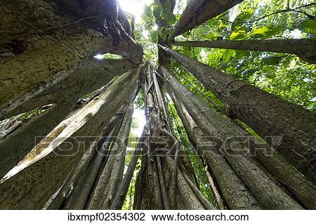 "Skeleton of a Strangler Fig (Ficus sp. ), Sirena, Corcovado National Park, Province of Puntarenas, Costa Rica, Central America, North America" View Large Photo Image Stock Image - "Skeleton of a Strangler Fig (Ficus sp. ), Sirena, Corcovado National Park, Province of Puntarenas, Costa Rica, Central America, North America". Fotosearch
