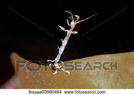 "Skeleton Shrimp or Ghost Shrimp (Caprella linearis), White Sea, Karelia, Arctic, Russia, Europe" View Large Photo Image Picture - "Skeleton Shrimp or Ghost Shrimp (Caprella linearis), White Sea, Karelia, Arctic, Russia, Europe". Fotosearch