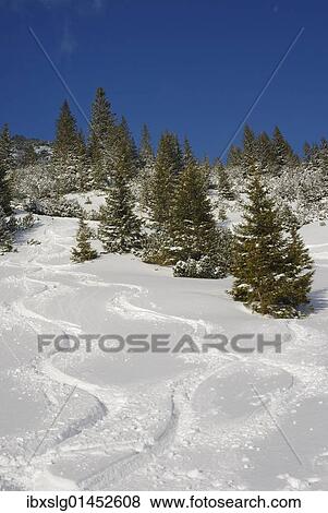 "Ski tracks in deep snow through a forest with Norway Spruces (Picea abies), Sudelfeld, Bavarian foothills, Bavaria, Germany, Europe" View Large Photo Image Stock Photo - "Ski tracks in deep snow through a forest with Norway Spruces (Picea abies), Sudelfeld, Bavarian foothills, Bavaria, Germany, Europe". Fotosearch