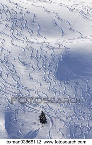 "Ski tracks in deep snow, Unterdamulser Alpe, mountain pasture, Damuls, Bregenz Forest, Vorarlberg, Austria, Europe" View Large Photo Image Stock Image - "Ski tracks in deep snow, Unterdamulser Alpe, mountain pasture, Damuls, Bregenz Forest, Vorarlberg, Austria, Europe". Fotosearch