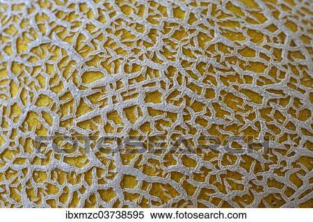 Stock Photography - "Skin of a cantaloupe (Cucumis melo var cantalupensis), close-up". Fotosearch