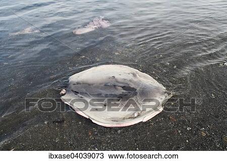 "Skin of a Harp Seal (Pagophilus groenlandicus) left by a hunter in a bay, Qeqertarsuaq, Greenland, North America" View Large Photo Image Stock Image - "Skin of a Harp Seal (Pagophilus groenlandicus) left by a hunter in a bay, Qeqertarsuaq, Greenland, North America". Fotosearch