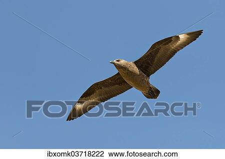 "Skua (Stercorarius skua) in flight, Mykines, Faroe Islands, Denmark, Europe" View Large Photo Image Stock Image - "Skua (Stercorarius skua) in flight, Mykines, Faroe Islands, Denmark, Europe". Fotosearch