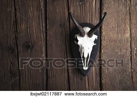 Skull of a Chamois (Rupicapra rubicapra) on a rustic wooden wall View Large Photo Image Stock Photo - Skull of a Chamois (Rupicapra rubicapra) on a rustic wooden wall. Fotosearch