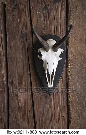 Skull of a Chamois (Rupicapra rubicapra) on a rustic wooden wall View Large Photo Image Stock Photo - Skull of a Chamois (Rupicapra rubicapra) on a rustic wooden wall. Fotosearch