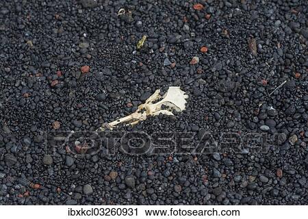 "Skull of a Chinstrap Penguin (Pygoscelis antarctica), buried in lava sand, Baily Head, Deception Island, South Shetland Islands, Antarctic Peninsula, Antarctica" View Large Photo Image Stock Image - "Skull of a Chinstrap Penguin (Pygoscelis antarctica), buried in lava sand, Baily Head, Deception Island, South Shetland Islands, Antarctic Peninsula, Antarctica". Fotosearch