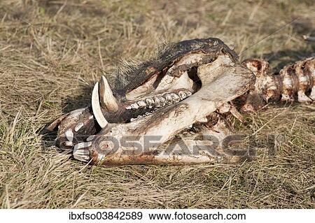 Stock Photo - "Skull of a perished Wild Boar (Sus scrofa), Elbe river floodplains near Dessau-Rosslau, Middle Elbe Biosphere Reserve, Saxony-Anhalt, Germany, Europe". Fotosearch