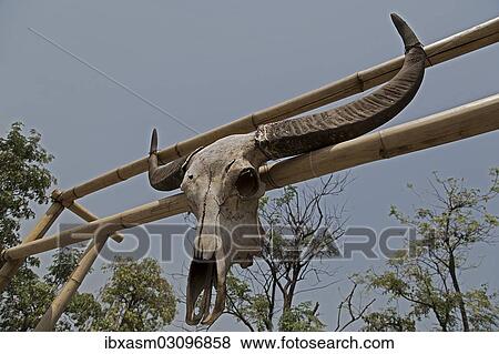 Stock Photo - "Skull of a water buffalo (Bubalus arnee) on a gate, Chiang Mai, Chiang Mai Province, Thailand, Asia". Fotosearch