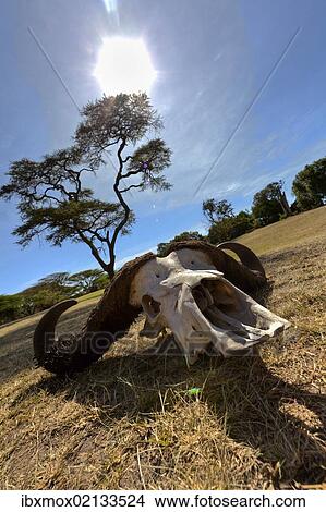 "Skull of an African Buffalo (Syncerus caffer), Masai Mara National Reserve, Kenya, East Africa, Africa" View Large Photo Image Picture - "Skull of an African Buffalo (Syncerus caffer), Masai Mara National Reserve, Kenya, East Africa, Africa". Fotosearch