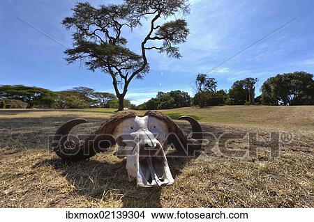 "Skull of an African Buffalo (Syncerus caffer), Masai Mara National Reserve, Kenya, East Africa, Africa" View Large Photo Image Picture - "Skull of an African Buffalo (Syncerus caffer), Masai Mara National Reserve, Kenya, East Africa, Africa". Fotosearch