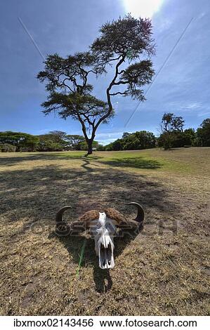 "Skull of an African Buffalo (Syncerus caffer), Masai Mara National Reserve, Kenya, East Africa, Africa" View Large Photo Image Stock Photograph - "Skull of an African Buffalo (Syncerus caffer), Masai Mara National Reserve, Kenya, East Africa, Africa". Fotosearch