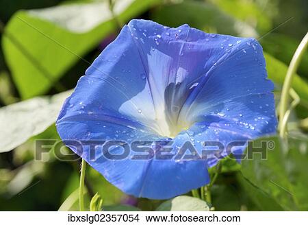 Sky Blue Morning Glory (Ipomoea tricolor Heavenly Blue) View Large Photo Image Picture - Sky Blue Morning Glory (Ipomoea tricolor Heavenly Blue). Fotosearch
