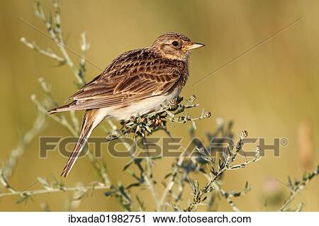 Stock Image - "Skylark (Alauda arvensis), perched on a grassy plant, Apetlon, Lake Neusiedl, Burgenland, Austria, Europe". Fotosearch