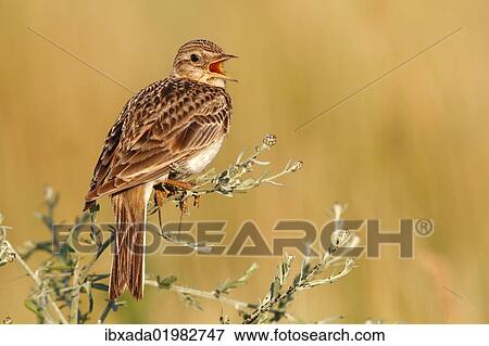 Stock Photo - "Skylark (Alauda arvensis), perched on a grassy plant, singing, Apetlon, Lake Neusiedl, Burgenland, Austria, Europe". Fotosearch