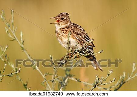 "Skylark (Alauda arvensis), perched on a grassy plant, singing, Apetlon, Lake Neusiedl, Burgenland, Austria, Europe" View Large Photo Image Stock Photo - "Skylark (Alauda arvensis), perched on a grassy plant, singing, Apetlon, Lake Neusiedl, Burgenland, Austria, Europe". Fotosearch