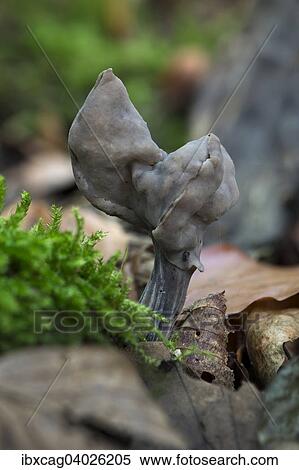 Stock Photography - "Slate grey saddle (Helvella lacunosa), Monchbruch Nature Reserve, Hesse, Germany, Europe". Fotosearch