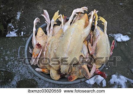 "Slaughtered and plucked ducks lying in a tub, home slaughtering on a farm, Eckenhaid, Eckental, Middle Franconia, Bavaria, Germany, Europe" View Large Photo Image Stock Photo - "Slaughtered and plucked ducks lying in a tub, home slaughtering on a farm, Eckenhaid, Eckental, Middle Franconia, Bavaria, Germany, Europe". Fotosearch
