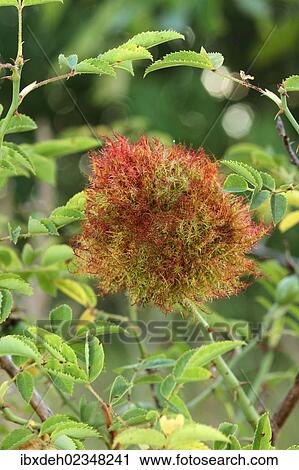 "Sleep apple or bedeguare of the Gall wasp (Cynipidae), on a dog rose (Rosa canina), Allgaeu region, Bavaria, Germany, Europe" View Large Photo Image Stock Image - "Sleep apple or bedeguare of the Gall wasp (Cynipidae), on a dog rose (Rosa canina), Allgaeu region, Bavaria, Germany, Europe". Fotosearch