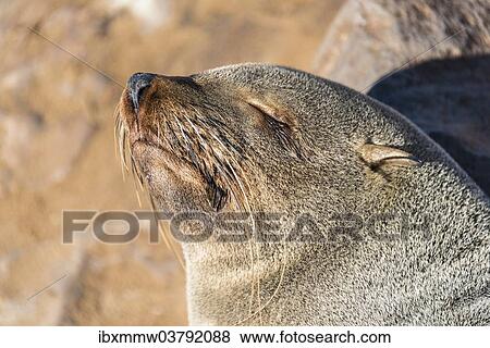 Stock Photo - "Sleeping Brown Fur Seal or Cape Fur Seal (Arctocephalus pusillus), Dorob National Park, Cape Cross, Namibia, Africa". Fotosearch