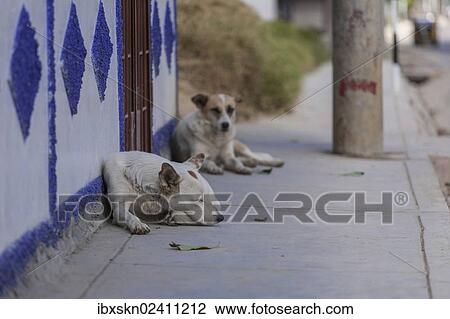 "Sleeping dogs lying on the sidewalk, Banjos del Inca, Cajamarca, Peru, South America" View Large Photo Image Stock Image - "Sleeping dogs lying on the sidewalk, Banjos del Inca, Cajamarca, Peru, South America". Fotosearch