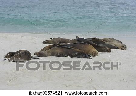 "Sleeping Galapagos Sea Lions (Zalophus wollebaeki), Espanola Island, Galapagos Islands, Ecuador, South America" View Large Photo Image Stock Image - "Sleeping Galapagos Sea Lions (Zalophus wollebaeki), Espanola Island, Galapagos Islands, Ecuador, South America". Fotosearch