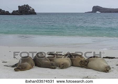 Stock Image - "Sleeping Galapagos Sea Lions (Zalophus wollebaeki), Espanola Island, Galapagos Islands, Ecuador, South America". Fotosearch