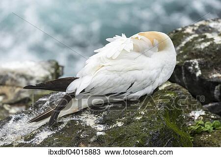 "Sleeping Northern Gannet (Morus bassanus) on a cliff overlooking the sea, Skoruvikurbjarg bird cliff, Pistilfjorour fjord, Langanes Peninsula, North Eastern Region, Northeast Iceland, Iceland, Europe" View Large Photo Image Stock Image - "Sleeping Northern Gannet (Morus bassanus) on a cliff overlooking the sea, Skoruvikurbjarg bird cliff, Pistilfjorour fjord, Langanes Peninsula, North Eastern Region, Northeast Iceland, Iceland, Europe". Fotosearch