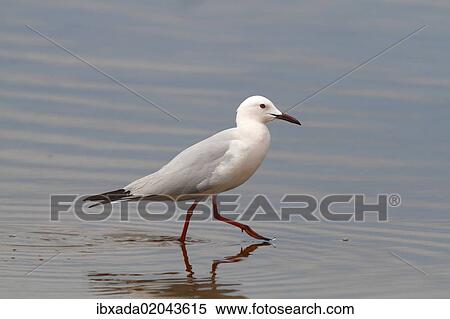 Stock Photography - "Slender-billed Gull (Larus genei), wading in shallow water, Camargue, France, Europe". Fotosearch