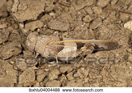 "Slender Blue-winged Grasshopper (Sphingonotus caerulans), Rhodes, Greece, Europe" View Large Photo Image Stock Photo - "Slender Blue-winged Grasshopper (Sphingonotus caerulans), Rhodes, Greece, Europe". Fotosearch