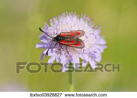 "Slender Scotch Burnet (Zygaena loti), Thuringia, Germany, Europe" View Large Photo Image Stock Photo - "Slender Scotch Burnet (Zygaena loti), Thuringia, Germany, Europe". Fotosearch