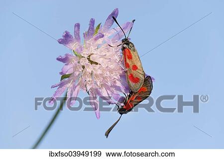 "Slender Scotch Burnet (Zygaena loti), mating, Thuringia, Germany, Europe" View Large Photo Image Stock Photo - "Slender Scotch Burnet (Zygaena loti), mating, Thuringia, Germany, Europe". Fotosearch