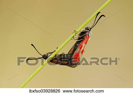 "Slender Scotch Burnet (Zygaena loti), mating, Thuringia, Germany, Europe" View Large Photo Image Stock Photograph - "Slender Scotch Burnet (Zygaena loti), mating, Thuringia, Germany, Europe". Fotosearch