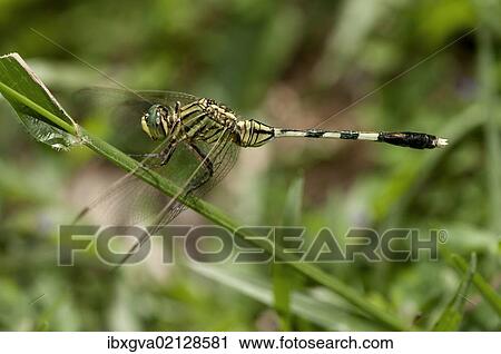 "Slender skimmer, green marsh hawk (Orthetrum sabina), male, Siem Reap, Cambodia, Southeast Asia, Asia" View Large Photo Image Stock Image - "Slender skimmer, green marsh hawk (Orthetrum sabina), male, Siem Reap, Cambodia, Southeast Asia, Asia". Fotosearch