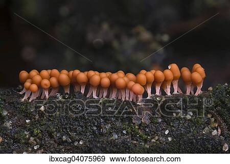 "Slime mould species (Trichia decipiens macbride), fruiting bodies, Monchbruch Nature Reserve, Hesse, Germany, Europe" View Large Photo Image Stock Photo - "Slime mould species (Trichia decipiens macbride), fruiting bodies, Monchbruch Nature Reserve, Hesse, Germany, Europe". Fotosearch
