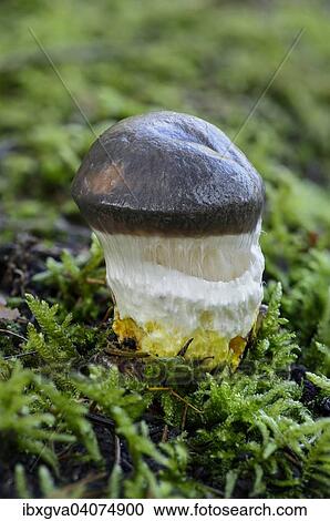 "Slimy Spike-cap (Gomphidius glutinosus), young specimen, covered with a slimy veil at this stage, mycorrhiza fungus, edible, Switzerland, Europe" View Large Photo Image Stock Image - "Slimy Spike-cap (Gomphidius glutinosus), young specimen, covered with a slimy veil at this stage, mycorrhiza fungus, edible, Switzerland, Europe". Fotosearch