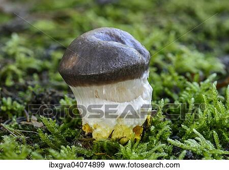 "Slimy Spike-cap (Gomphidius glutinosus), young specimen, covered with a slimy veil at this stage, mycorrhiza fungus, edible, Switzerland, Europe" View Large Photo Image Stock Photo - "Slimy Spike-cap (Gomphidius glutinosus), young specimen, covered with a slimy veil at this stage, mycorrhiza fungus, edible, Switzerland, Europe". Fotosearch