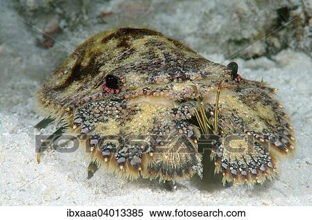 "Slipper Lobster or Sculptured Mitten Lobster (Parribacus antarcticus), Bohol Sea, Philippines, Asia" View Large Photo Image Stock Photography - "Slipper Lobster or Sculptured Mitten Lobster (Parribacus antarcticus), Bohol Sea, Philippines, Asia". Fotosearch