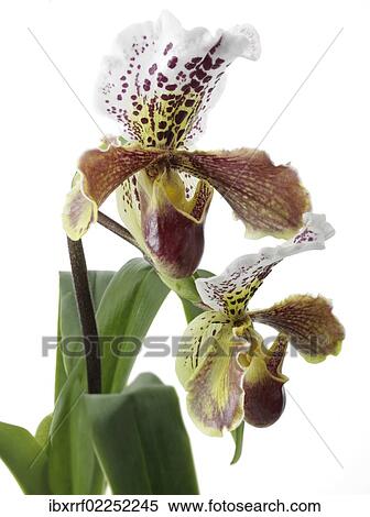 Slipper orchid (Paphiopedilum cultivars) View Large Photo Image Stock Photography - Slipper orchid (Paphiopedilum cultivars). Fotosearch
