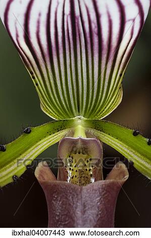 "Slipper Orchid (Paphiopedilum barbatum), Mainau, Baden-Wurttemberg, Germany, Europe" View Large Photo Image Stock Image - "Slipper Orchid (Paphiopedilum barbatum), Mainau, Baden-Wurttemberg, Germany, Europe". Fotosearch