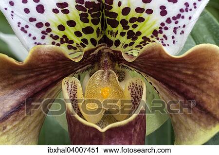 "Slipper Orchid (Paphiopedilum), Mainau, Baden-Wurttemberg, Germany, Europe" View Large Photo Image Stock Image - "Slipper Orchid (Paphiopedilum), Mainau, Baden-Wurttemberg, Germany, Europe". Fotosearch
