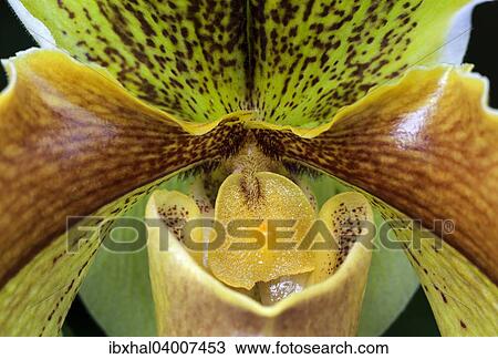 "Slipper Orchid (Paphiopedilum), Mainau, Baden-Wurttemberg, Germany, Europe" View Large Photo Image Stock Image - "Slipper Orchid (Paphiopedilum), Mainau, Baden-Wurttemberg, Germany, Europe". Fotosearch