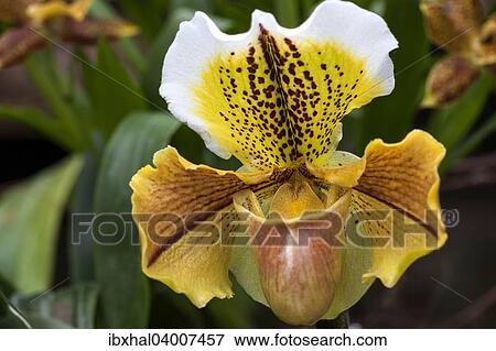 "Slipper Orchid (Paphiopedilum), Mainau, Baden-Wurttemberg, Germany, Europe" View Large Photo Image Stock Photo - "Slipper Orchid (Paphiopedilum), Mainau, Baden-Wurttemberg, Germany, Europe". Fotosearch
