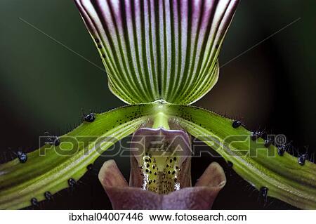 "Slipper Orchid (Paphiopedilum barbatum), Mainau, Baden-Wurttemberg, Germany, Europe" View Large Photo Image Stock Photograph - "Slipper Orchid (Paphiopedilum barbatum), Mainau, Baden-Wurttemberg, Germany, Europe". Fotosearch