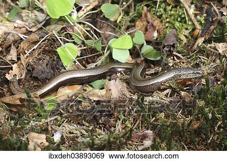 "Slow Worm (Anguis fragilis) crawling across the forest floor, Allgau, Bavaria, Germany, Europe" View Large Photo Image Stock Photo - "Slow Worm (Anguis fragilis) crawling across the forest floor, Allgau, Bavaria, Germany, Europe". Fotosearch