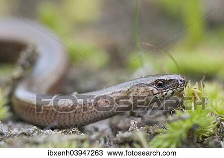 "Slow Worm (Anguis fragilis), Emsland, Lower Saxony, Germany, Europe" View Large Photo Image Stock Image - "Slow Worm (Anguis fragilis), Emsland, Lower Saxony, Germany, Europe". Fotosearch
