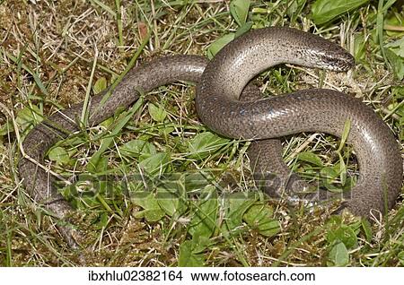 Picture - "Slow Worm (Anguis fragilis), Untergroeningen, Baden-Wuerttemberg, Germany, Europe". Fotosearch